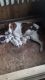 Brittany Puppies for sale in S110W20484 S Denoon Rd, Muskego, WI 53150, USA. price: NA