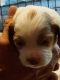Brittany Puppies for sale in Flippin, AR, USA. price: $800