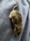 Broad-toothed Field Mouse Rodents