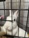 Broken Havana Rabbits for sale in Bay Lake, FL 32821, USA. price: NA