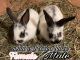 Broken Havana Rabbits for sale in Houston, TX 77015, USA. price: NA