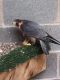 Brown Falcon Birds
