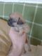 Brug Puppies for sale in Tucson, AZ, USA. price: $500