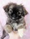 Brug Puppies for sale in New York, NY, USA. price: $500