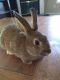 Brush Rabbit Rabbits for sale in Valdosta, GA, USA. price: $20