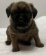 Brussels Griffon Puppies for sale in Waynesville, MO 65583, USA. price: $2,000