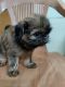 Brussels Griffon Puppies