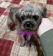 Brussels Griffon Puppies for sale in Berkeley Springs, WV 25411, USA. price: $2,000