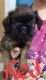 Brussels Griffon Puppies for sale in Badger, IA, USA. price: $1,200