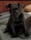 Brussels Griffon Puppies for sale in Fyffe, AL 35971, USA. price: NA