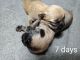 Brussels Griffon Puppies for sale in Berkeley Springs, WV 25411, USA. price: $2,500