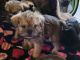 Brussels Griffon Puppies for sale in Payson, AZ 85541, USA. price: $1,000