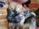 Brussels Griffon Puppies