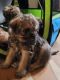 Brussels Griffon Puppies for sale in Payson, AZ 85541, USA. price: $1,200
