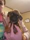 Brussels Griffon Puppies for sale in Pocola, OK, USA. price: $1,500
