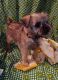 Brussels Griffon Puppies for sale in Berkeley Springs, WV 25411, USA. price: $1,000