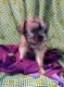 Brussels Griffon Puppies for sale in Berkeley Springs, WV 25411, USA. price: $2,500