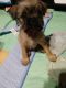 Brussels Griffon Puppies for sale in Berkeley Springs, WV 25411, USA. price: $950
