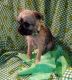 Brussels Griffon Puppies for sale in Berkeley Springs, WV 25411, USA. price: $800