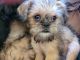 Brussels Griffon Puppies for sale in Payson, AZ 85541, USA. price: $700