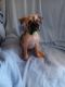 Brussels Griffon Puppies for sale in Berkeley Springs, WV 25411, USA. price: $1,200