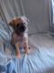 Brussels Griffon Puppies for sale in Berkeley Springs, WV 25411, USA. price: $800