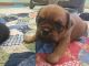 Brussels Griffon Puppies for sale in Odessa, MO 64076, USA. price: $2,000