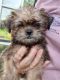 Brussels Griffon Puppies for sale in Williston, FL 32696, USA. price: $4,000