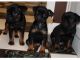 Brussels Griffon Puppies for sale in Gurley, AL, USA. price: NA