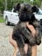 Brussels Griffon Puppies for sale in Powhatan, VA 23139, USA. price: NA