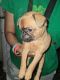 Brussels Griffon Puppies for sale in Jackson, TN 38301, USA. price: NA
