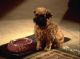 Brussels Griffon Puppies for sale in Jacksonville, FL, USA. price: NA