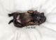 Brussels Griffon Puppies for sale in Greensburg, PA 15601, USA. price: $3,500