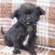 Brussels Griffon Puppies for sale in Canton, OH, USA. price: NA