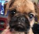 Brussels Griffon Puppies for sale in Hudson, FL 34667, USA. price: $1,800