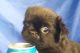 Brussels Griffon Puppies for sale in Phoenix, AZ, USA. price: $875