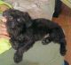 Brussels Griffon Puppies for sale in Hinckley, OH 44233, USA. price: $650