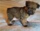 Brussels Griffon Puppies for sale in San Antonio, TX, USA. price: $1,500