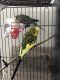 Budgerigar Birds for sale in Lansing, MI, USA. price: $200