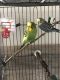 Budgerigar Birds for sale in Lansing, MI, USA. price: NA