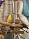 Budgerigar Birds for sale in Delray Beach, FL, USA. price: NA
