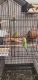 Budgerigar Birds for sale in 4103 SE 11th St, Del City, OK 73115, USA. price: NA