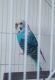 Budgerigar Birds for sale in Old Mill Creek, IL 60083, USA. price: NA