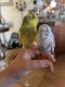 Budgerigar Birds for sale in Upland, CA, USA. price: $60