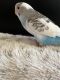 Budgerigar Birds for sale in Leander, TX 78641, USA. price: $120