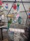 Budgerigar Birds for sale in Dexter, MO 63841, USA. price: NA