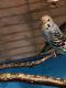 Budgerigar Birds for sale in Hartford, KY, USA. price: NA