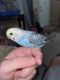 Budgerigar Birds for sale in High Point, NC, USA. price: NA
