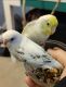 Budgerigar Birds for sale in Arlington Heights, IL, USA. price: $45