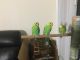 Budgerigar Birds for sale in Manchester, CT, USA. price: NA
